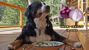 can-dogs-eat-onions