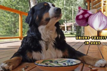 can-dogs-eat-onions