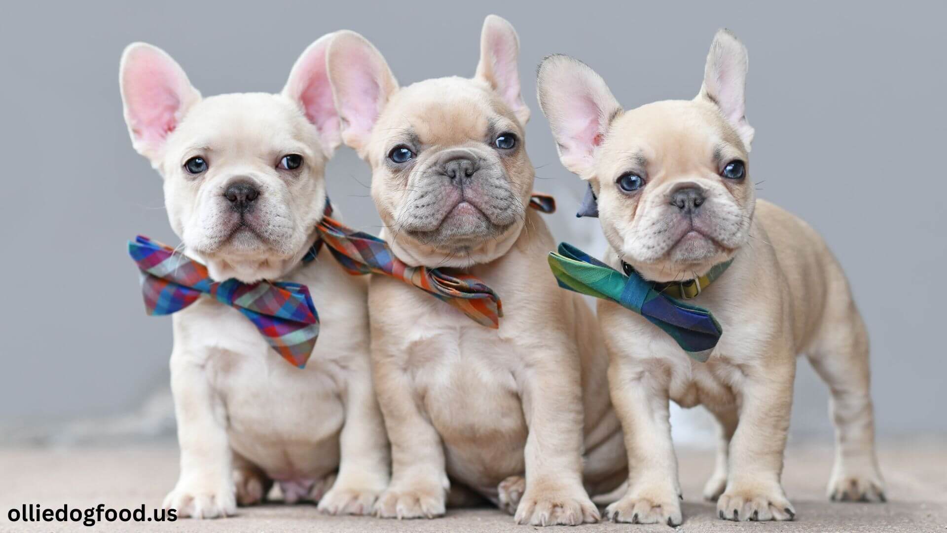 Ollie-dog-food-french-bulldog-puppies-safety