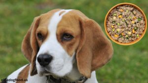 Ollie-dog-food-safety-for-beagle