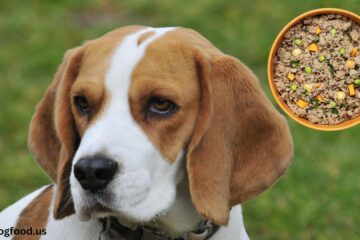 Ollie-dog-food-safety-for-beagle