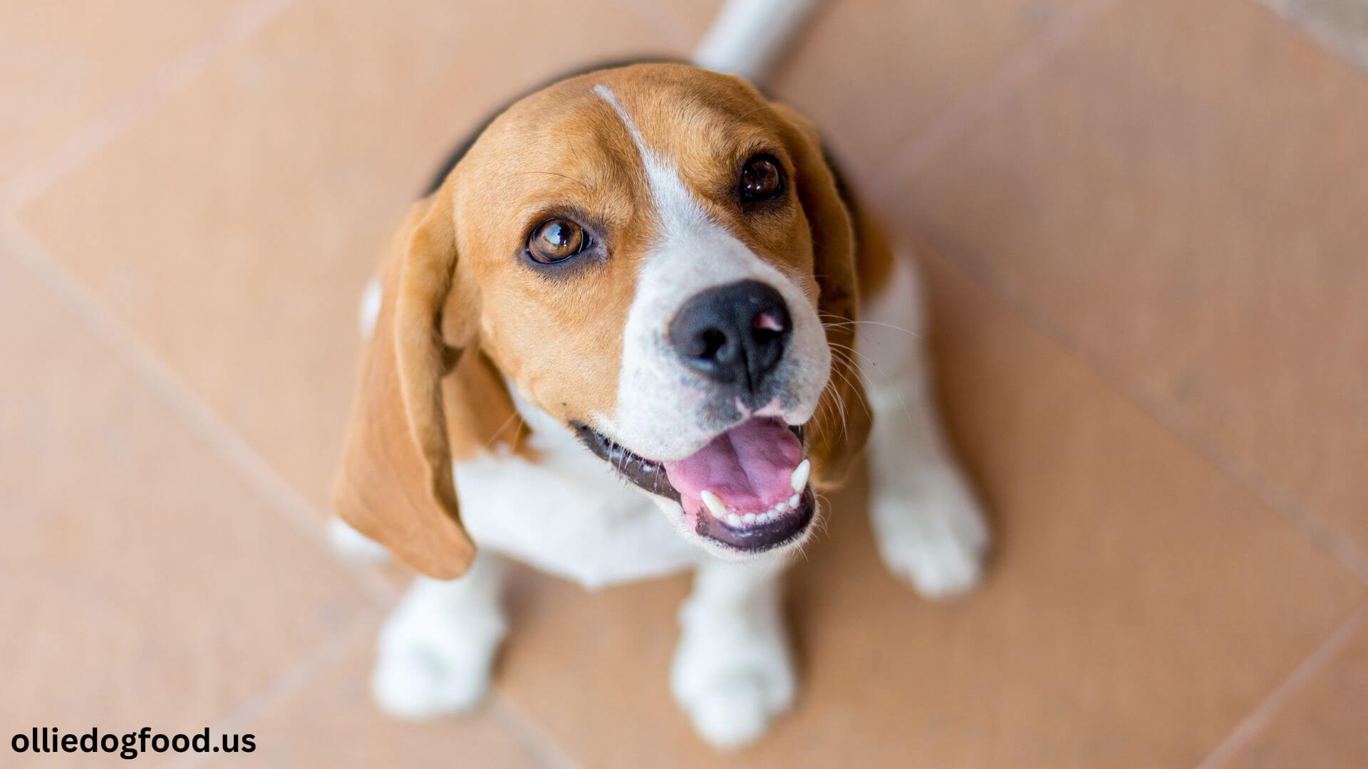 choose-the-right-food-for-your-beagle-puppy