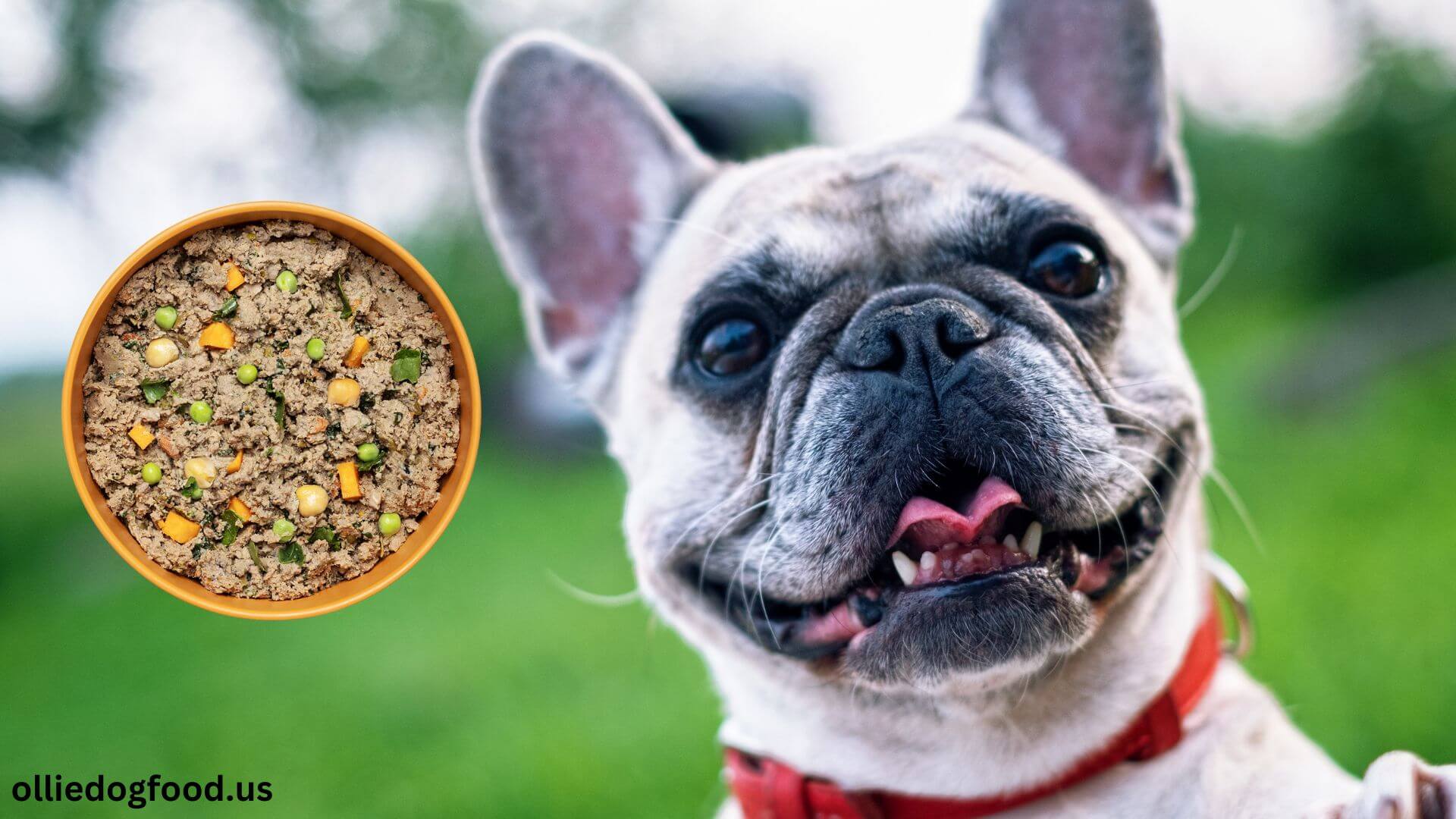 ollie-dog-food-for-french-adult-bulldogs-image