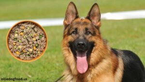 ollie-dog-food-german-shepherd