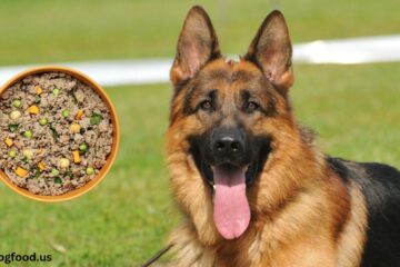 ollie-dog-food-german-shepherd